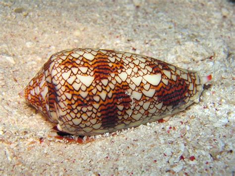 Cone Snail: Unveiling the Exquisite Beauty and Deadly Venom of a Shell-Dwelling Assassin!