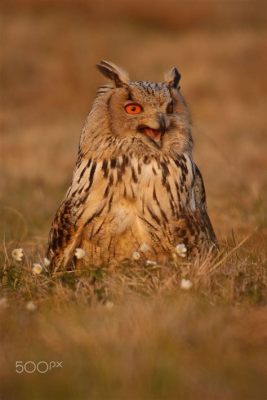  Eurasian Eagle-Owl: A Nocturnal Master of Disguise With Feathers That Blend Seamlessly into the Twilight