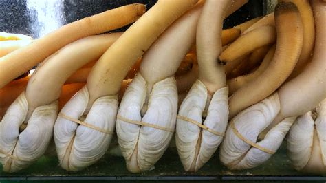  Geoduck! Niezwykły Mięczak o Niesamowitych Zdolnościach Przetrwania w Oceanie