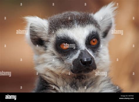  Lemur! The Only Primate That Lives Entirely On Trees And Likes To Snack On Spicy Berries