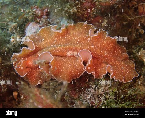  Lewistura!  A tiny flatworm with an unusual appetite for marine algae and microscopic crustaceans