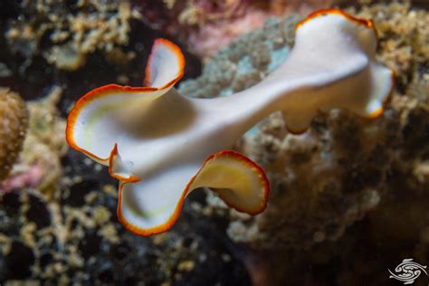  Nic tempted to eat its prey: An exploration into the fascinating world of this aquatic flatworm!