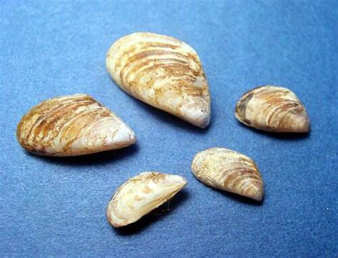  Quagga Mussel: A Tiny Shell with a Tremendous Appetite for Adventure!