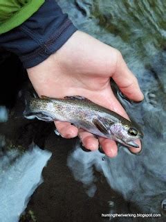  Quickbeam! A Tiny Fish With an Undeniably Striking Appearance