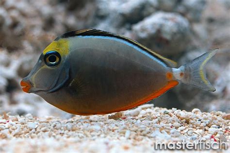  Unicornfish! A Masterful Disguise Artist With an Appetite for Algae