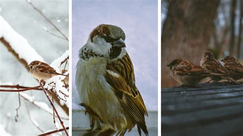 Urocznica! Ptak Odkrywcy Z Niebieskimi Piórami I Niesamowitym Głosem