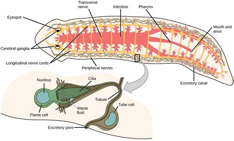 Distomum flukes: What Happens When a Tiny Worm Takes a Long Vacation Inside Your Digestive System?!