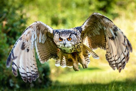  Eurasian Eagle-Owl: Possessing Razor-Sharp Talons and Exhibiting Remarkable Silent Flight!