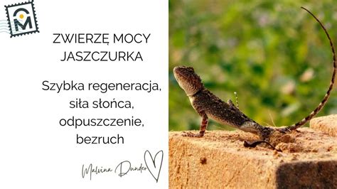  Jadąca Lizarda - Zwierzę Bezkręgowe z Niezwykłą Regeneracją i Głodu Młodzieńczego!