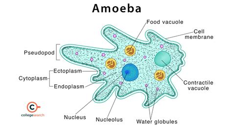  Leptomyxid Amoeba: Can You Imagine an Animal That Eats Its Own Waste to Survive?