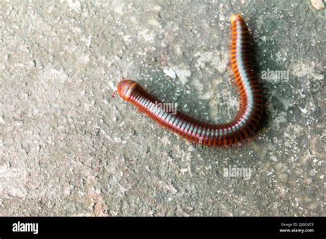  Oniscomorpha: To Crawl or Not To Crawl? That Is The Question For This Curious Millipede!