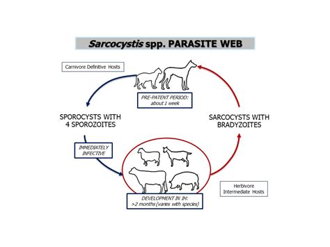  Sarcocystis – Życie pasożyta o rozwidlonym cyklu życiowym: czy naprawdę musimy się bać tego mikroskopowego potwora?