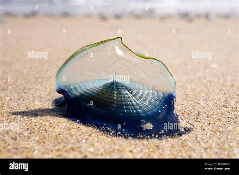  Velella velella! Żyjąca żaglówka o niezwykłej migracji oceanicznej!