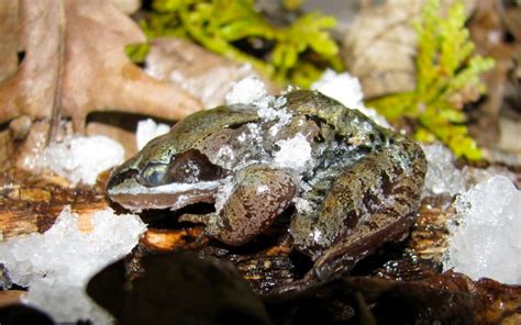  Wood Frog: Coexisting With Winter's Chill, This Amphibian Mastermind Defies Freezing Temperatures!